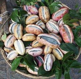 吃8月瓜,尽享8月瓜果盛宴