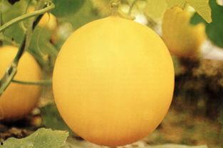 滨州吃瓜事件,一场网络热议背后的真相与反思