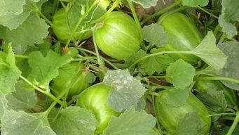 吃瓜姐妺专用,趣味横生的娱乐圈幕后故事