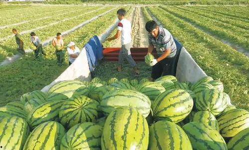 早晨吃大瓜图片,大瓜美食开启元气满满的一天