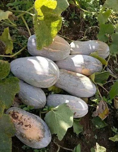 户子瓜怎么吃,从家常到创意，解锁美味新境界