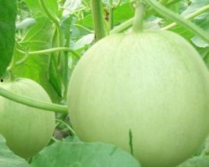 孕妇什么瓜可以吃,孕妇适宜食用的瓜类推荐