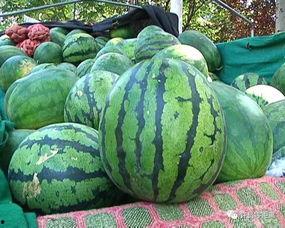 吃瓜群众和买瓜的区别,揭秘网络围观与消费心理的微妙差异