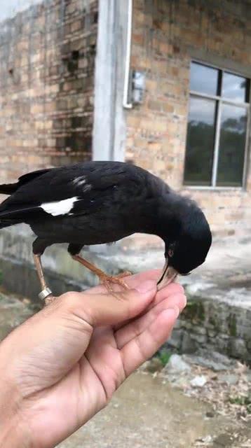 黑鸟吃瓜网,揭秘娱乐圈幕后真相，带你领略明星生活百态