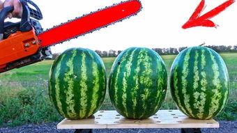 海外吃瓜节目,揭秘明星幕后故事与娱乐圈秘闻