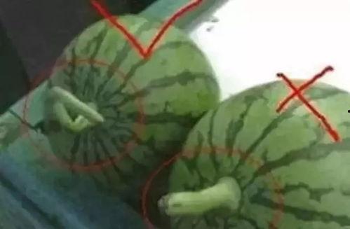 审美变化吃瓜论,从娱乐到文化的演变