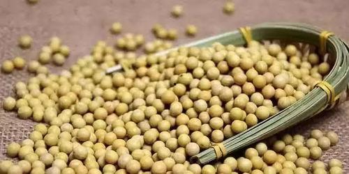 黄豆人吃瓜条危机,一场跨物种的生存挑战