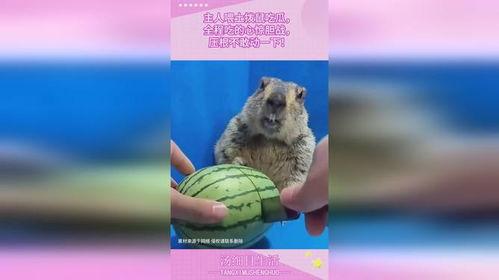 土拨鼠吃瓜饱了,揭秘动物界的“美食家”