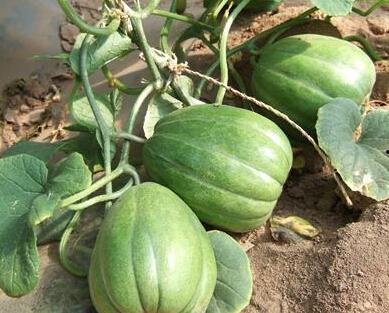 吃高瓜注意什么,健康饮食的贴心指南