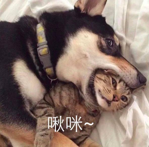 瓜哥吃瓜封印二哈,一场爆笑的封印奇遇