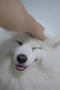 吃瓜小熊流浪萨摩耶,一段温馨的流浪之旅