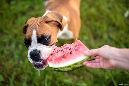狗可以吃哪些瓜,这些瓜类，狗狗可以放心享用