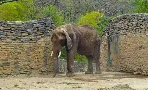 驴子吃瓜视频,趣味横生的动物日常瞬间